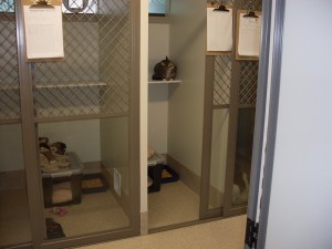 cattery1